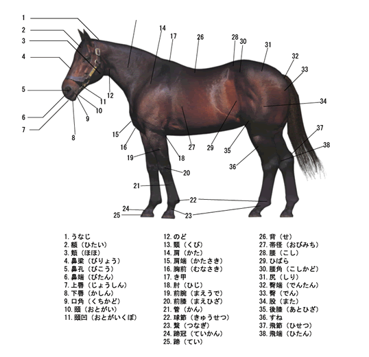 馬の部位と名称